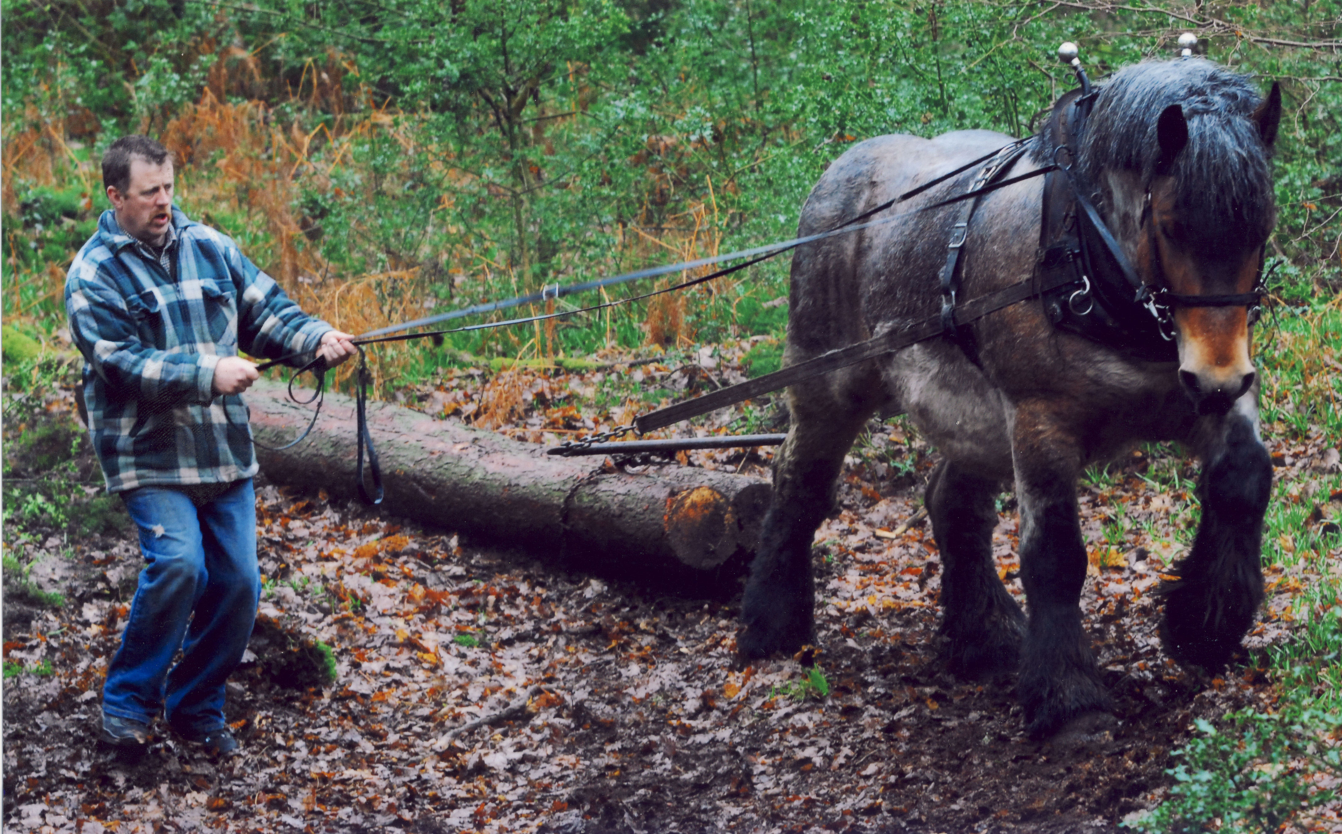 Celtic Horse Logging,Ecological Logging, Sustainable Timber Harvesting